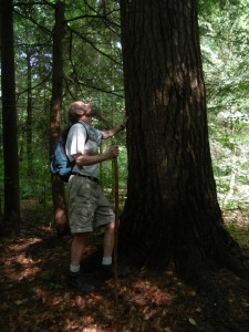 021 old growth forest