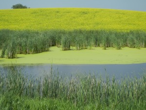 yellow fields of mustard and canola