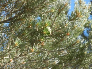 green cone on a singleleaf pinyon pine