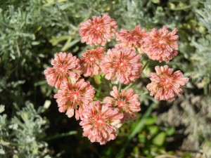 reddish flowers