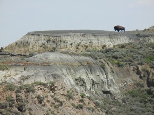 a bison surveys the badlands