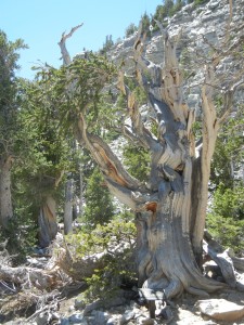 015 3200-year-old bristlecone pine