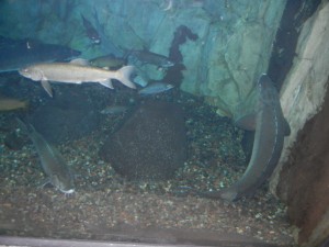 lake sturgeon and lake trout at the aquarium in Duluth