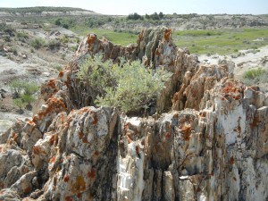 shrub growing in a petrified stump of a cypress tree