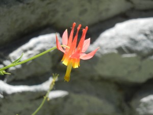 crimson columbine