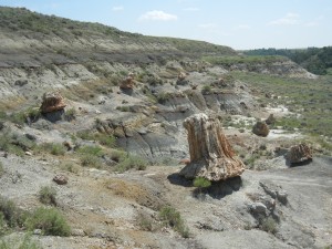 petrified forest of many cypress stumps