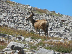 mule deer above treeline