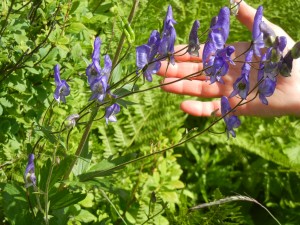 purple flowers