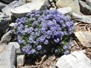 alpine flowers