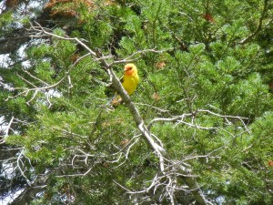 western tanager