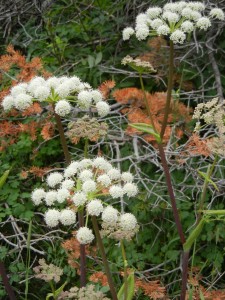 white flowers