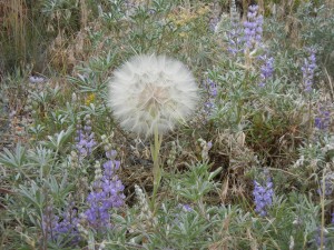 flowers beside the bike trail