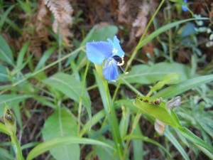 blue flower in Oak Creek Canyon