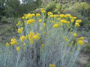 rabbitbrush