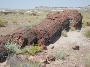 petrified tree