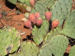 prickly pear cactus with fruit