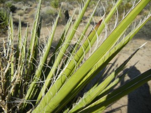 Mojave yucca