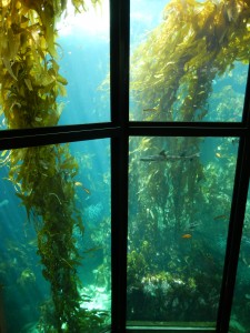 009 kelp forest at Monterey Bay Aquarium