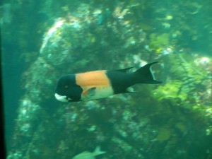 male sheepshead about 2 feet long