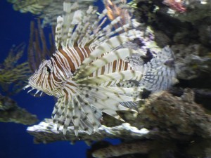 lionfish