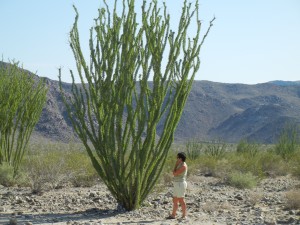 ocotillo plant