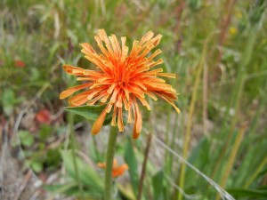 031 CDT orange flower