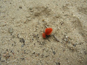 red denizen of Los Padres NF