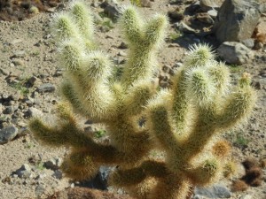 cholla "teddy bear" cactus