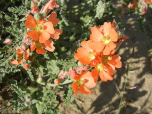 desert globemallow