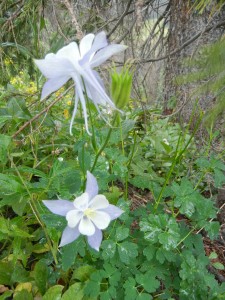 columbines along the CDT