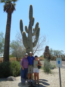 big saguero cactus