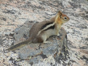 golden-mantled ground squirrel on Donner Peak