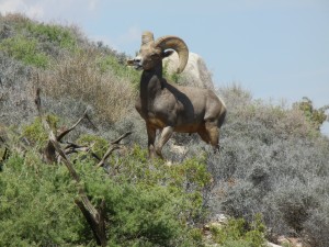 bighorn ram