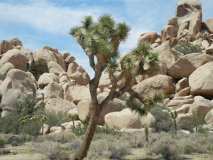 Joshua tree and granite formations