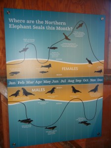 elephant seal annual migration cycle