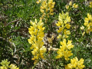 yellow lupine shrub