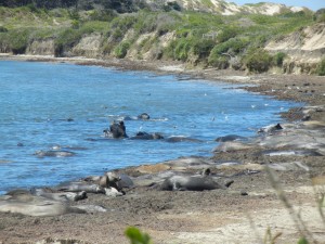 elephant seals at Ano Nuevo