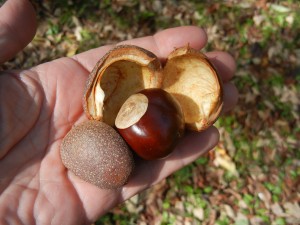 yellow buckeye nut with husk