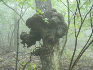 bizarre tree #2 