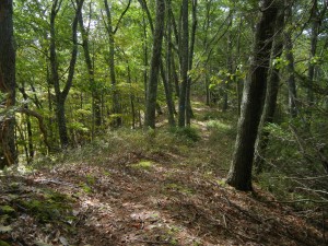 Allegheny Mountain Trail along the top of the ridge