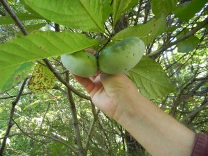 pawpaws