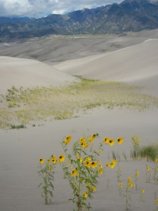 pockets of prairie sunflowers among the dunes