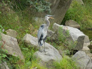 great blue heron next to the Cross Country bike trail