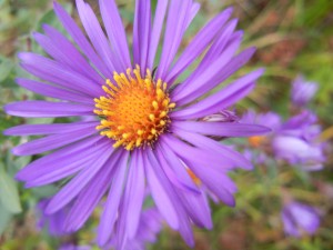 aster