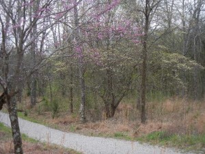 DSCN6409 redbud & dogwood along bike path