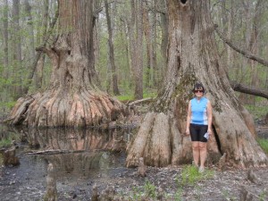 DSCN6465 big baldcypress trees