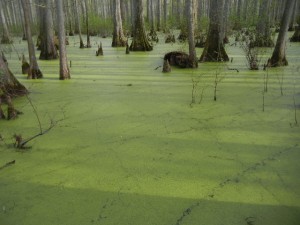 DSCN6479 duckweed in baldcypress swamp