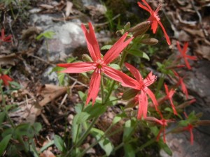 DSCN6578 red flower