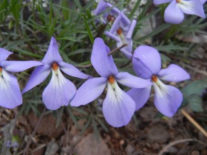 DSCN6606 maybe birdsfoot or larkspur violet