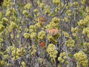 DSCN6666 butterfiles on shrub